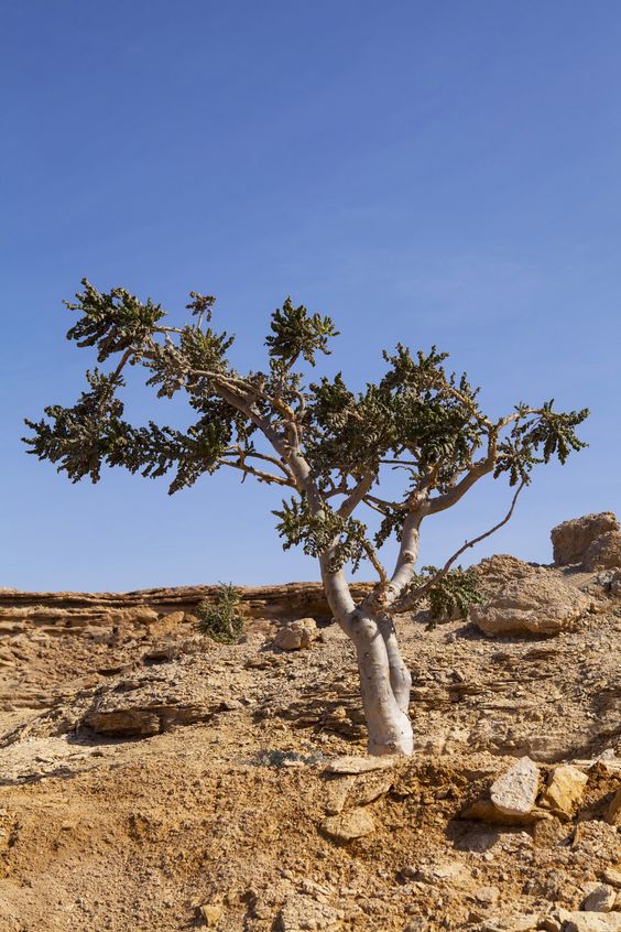 SikFuKap 息呼吸 Frankincense Natural Incense 天然線香